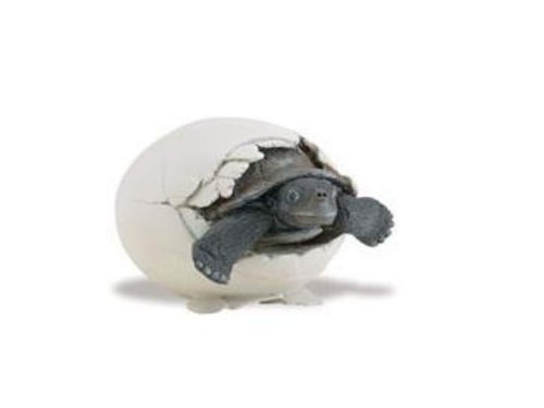Safari Ltd 260929 Galapagos tortoise baby (hatching out) 8 cm Series Wild Animals