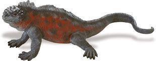 Safari Ltd 262329 Mariner Galapagos Leguan 20 cm Serie Unglaubliche Kreaturen
