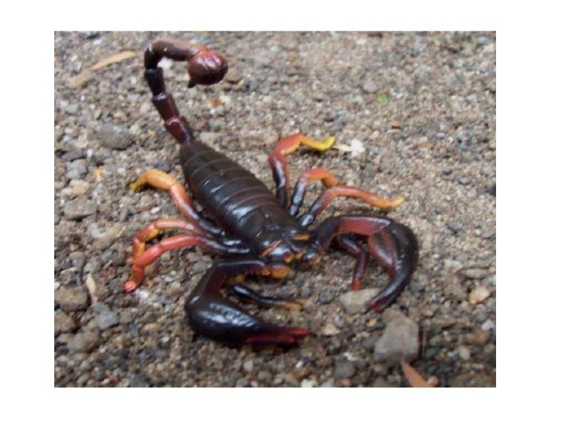 Animals of Australia 78080 scorpion 8 cm