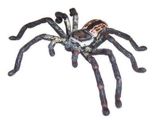 Animals of Australia 78081 big spider 7 cm