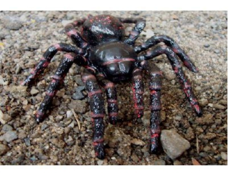 Animals of Australia 78082 spider 8 cm