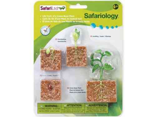 Safari Ltd 662416 Lebenszyklus Bohnenpflanze Serie Wissenschaft
