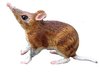 Animals of Australia 75371 small mouse (beutler) 6 cm