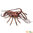 Safari Ltd 100076 Languste 31 cm Unglaubliche Kreaturen Wassertiere