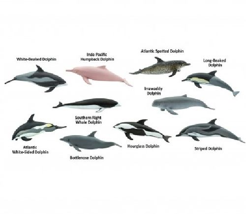 Safari Ltd 100475 Delfine (10 Minifiguren) Tubos-Röhren Themengebiet