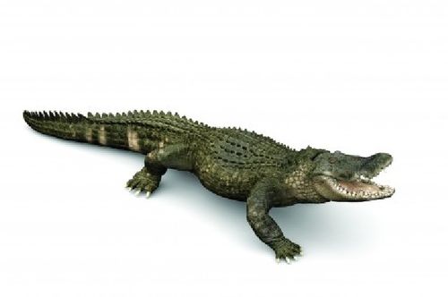 Papo 50254 Alligator 18 cm Wasserwelt