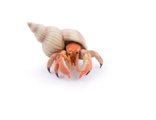 Papo 56054 Hermit Crab cm water world