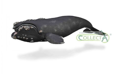 Collecta 88740 Right Whale 25 cm Aquatic Animals