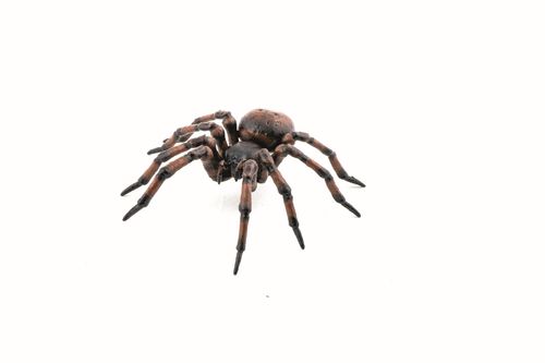 Papo 50292 Common Spider 6 cm Wild Animals