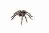 Papo 50292 Gemeine Spinne 6 cm Wildtiere