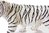 Recur RC16052W-W Tiger weiß 22 cm weich Wildtiere