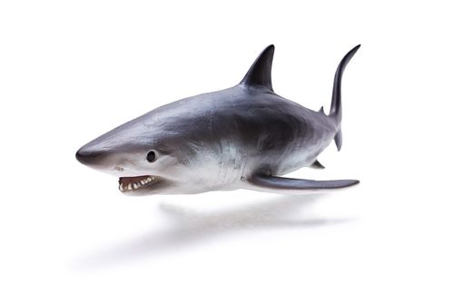Recur RC16090S Mako Shark 28 cm soft water world