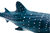 Recur RC16092S Walhai 30 cm weich Wasserwelt